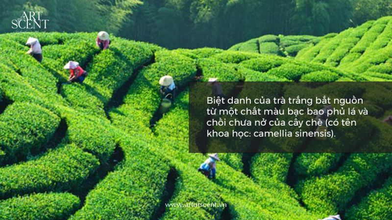 Nguồn gốc trà trắng từ cây chè camellia sinensis