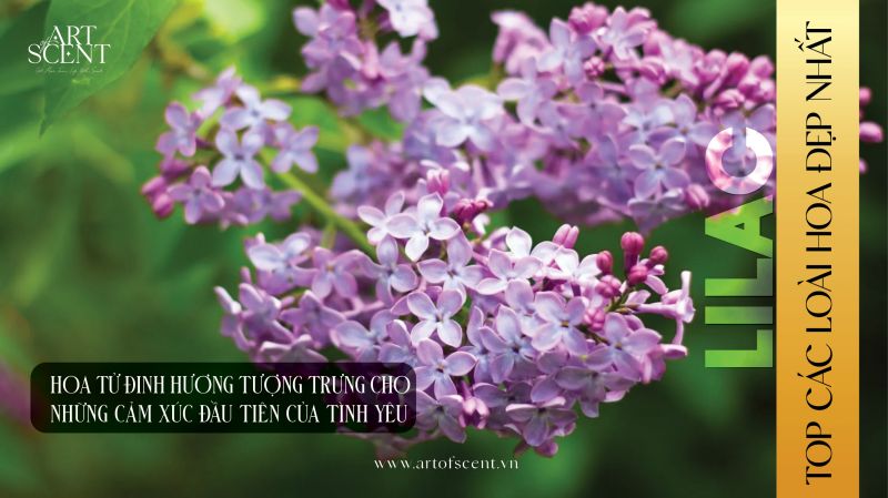 Các loai hoa đẹp nhất thế giới hoa tử đinh hương lilac flower