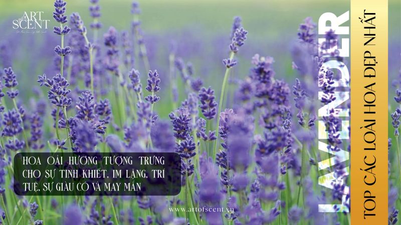 Các loai hoa đẹp nhất thế giới hoa oải hương lavender