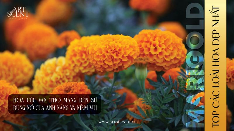 Các loai hoa đẹp nhất thế giới hoa cúc vạn thọ marigold
