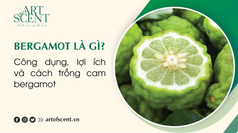 Bergamot trong ẩm thực và perfumery