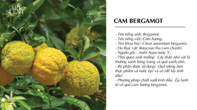 Tinh dầu vỏ bergamot trong perfumery